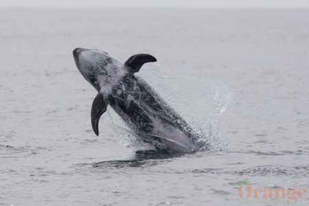 Risso's Dolphin