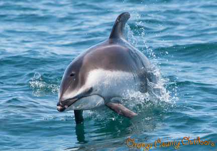 Pacific White-Sided Dolphin just off the coast of Newport Beach. Pacific White-Sided Dolphin