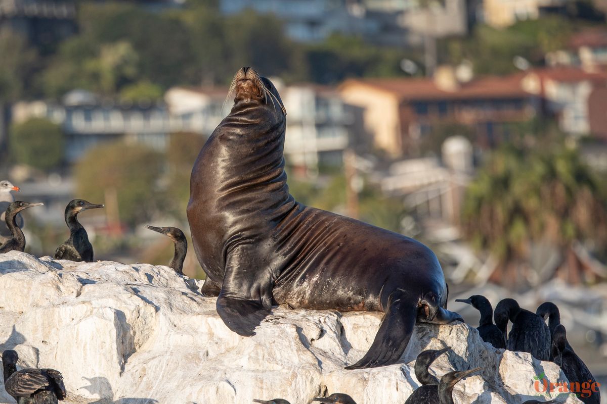 California Sea Lion