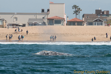 Gray Whale Gray Whale