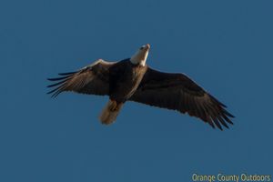 Bald eagle Bald Eagle