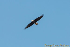 Bald eagle soaring over Irvine Lake Bald Eagle