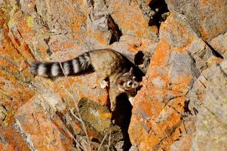 Photo courtesy of Cal Ringtails Ringtail