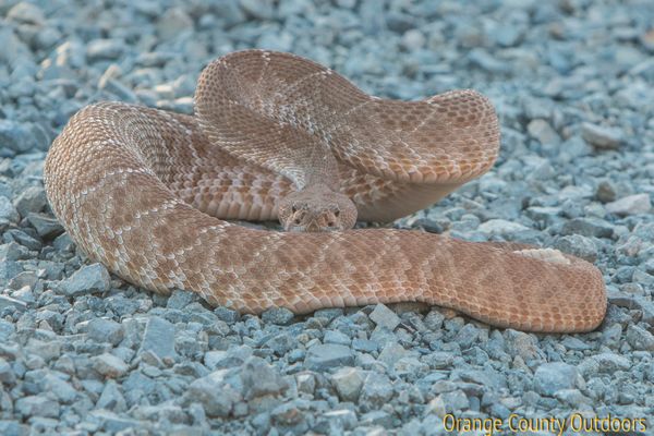 Red-diamond rattlesnake