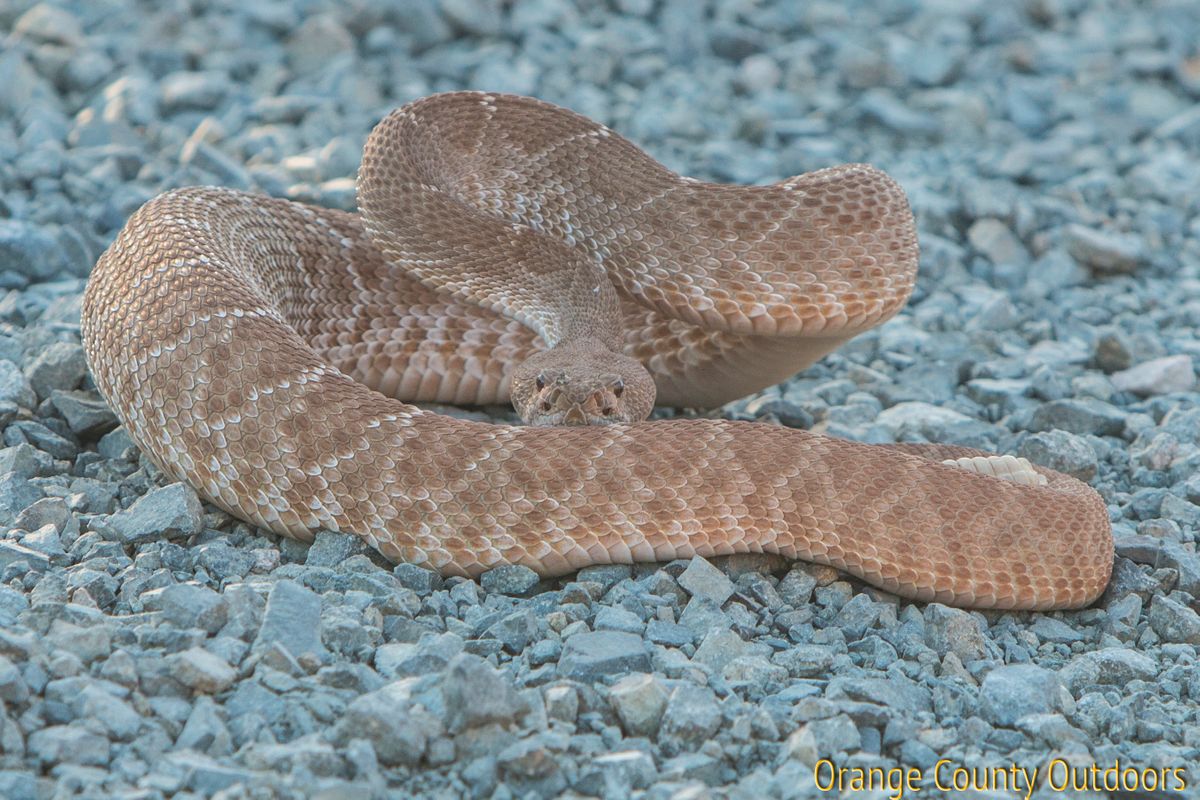 A red-diamond rattlesnake coiled up next to the road into Black Star Canyon Red-diamond rattlesnake