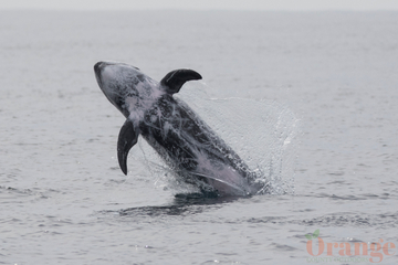 Risso's Dolphin Risso's Dolphin