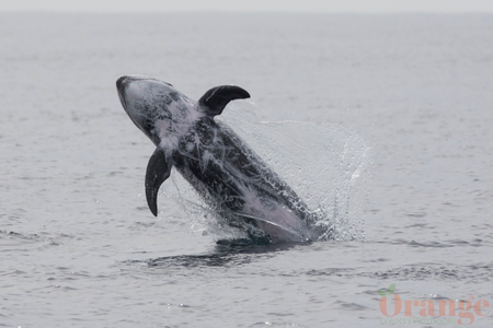 Risso's Dolphin Risso's Dolphin