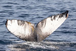 Humpback Whale