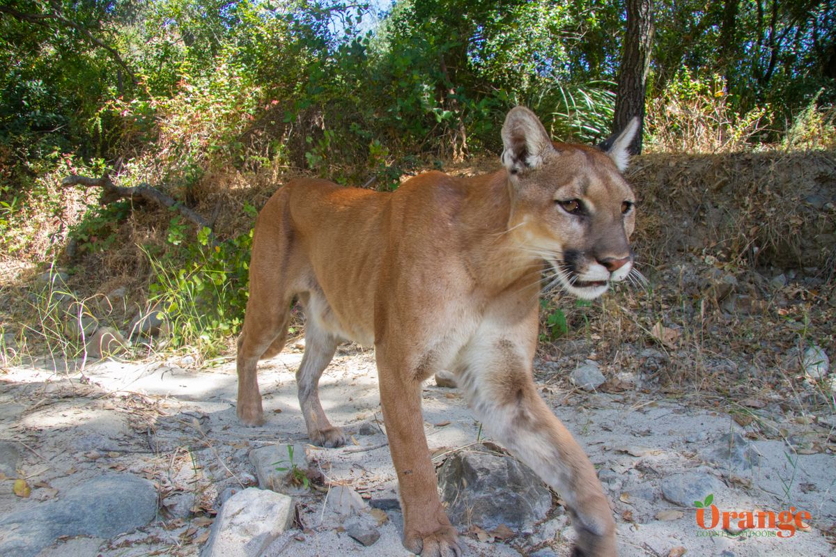 Mountain Lion