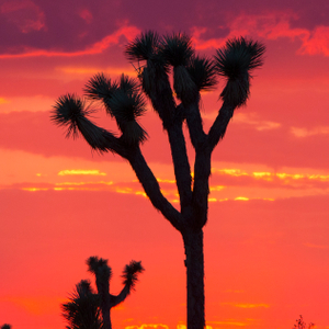 Joshua Tree Joshua Tree