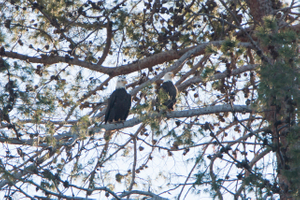 A pair of bald eagles perched at Irvine Lake during winter of 2016. These beautiful creature have made an amazing comeback since the use of DDT was banned in the 1970's and they eagles were eventually removed from the endangered species list but they still remain federally protected. It is also a felony to possess and bald eagle feather weather you found it on the ground or not, unless you are a Native American. Bald Eagles