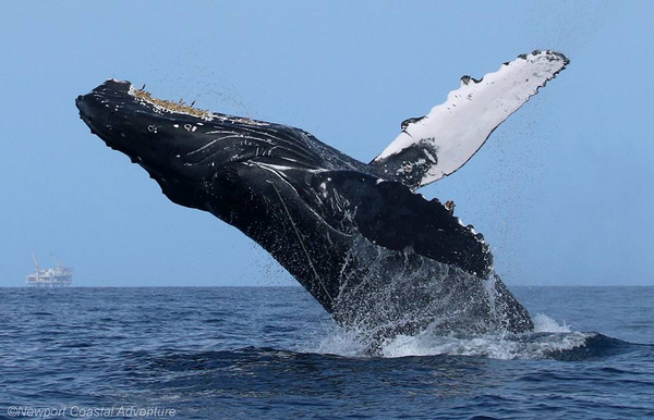 Entangled humpback whale Entangled humpback whale