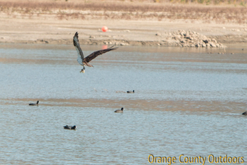 Osprey Osprey