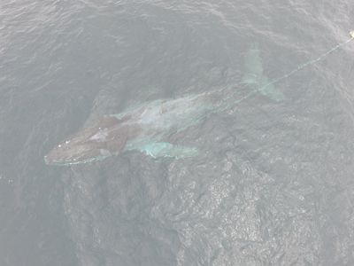 Scarlet entangled humpback whale