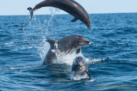 Bottlenose Dolphin Bottlenose Dolphin