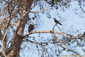 Bald eagle near Irvine Lake Bald Eagle