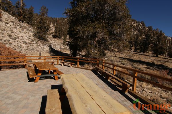 Ancient Bristlecone Pine Forest