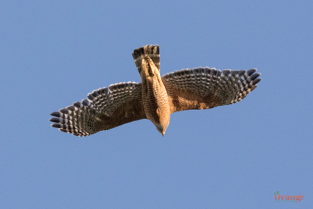 Red-shouldered hawk above Trabuco Canyon Red-shouldered Hawk