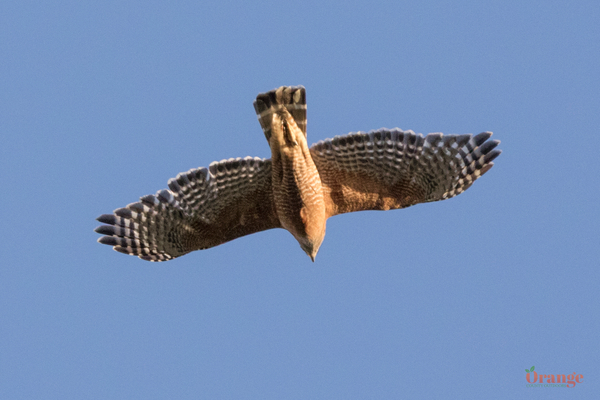 Red-shouldered hawk above Trabuco Canyon Red-shouldered Hawk