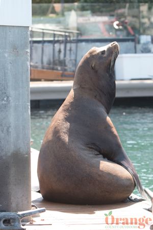 Sea Lion