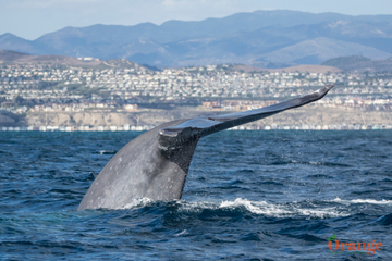 Blue whale known as Kinko off the coast of Dana Point Blue Whale