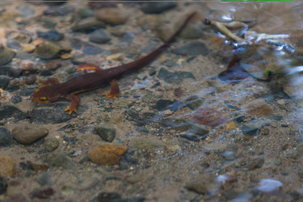 California Newt California Newt