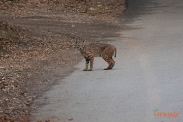 Bobcat in Modjeska Canyon Bobcat