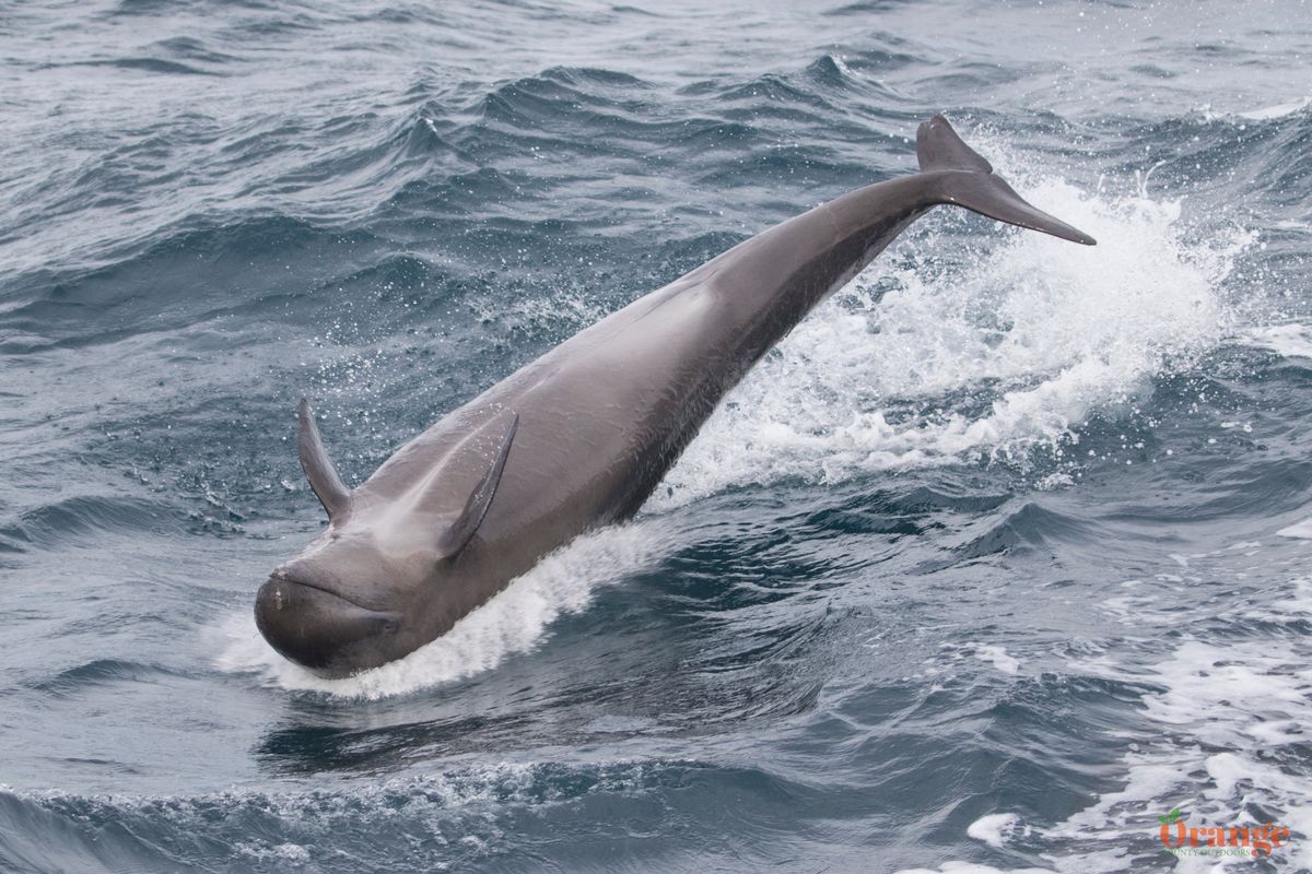 False Killer Whales False Killer Whales