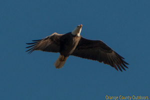 Bald eagle Bald Eagle