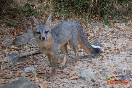 Gray Fox