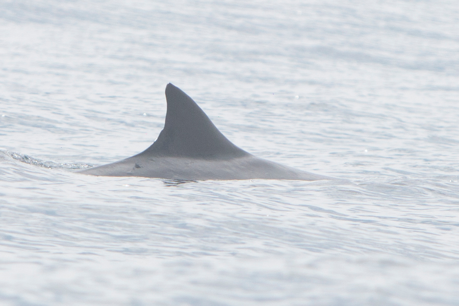 Bryde's Whale Bryde's Whale