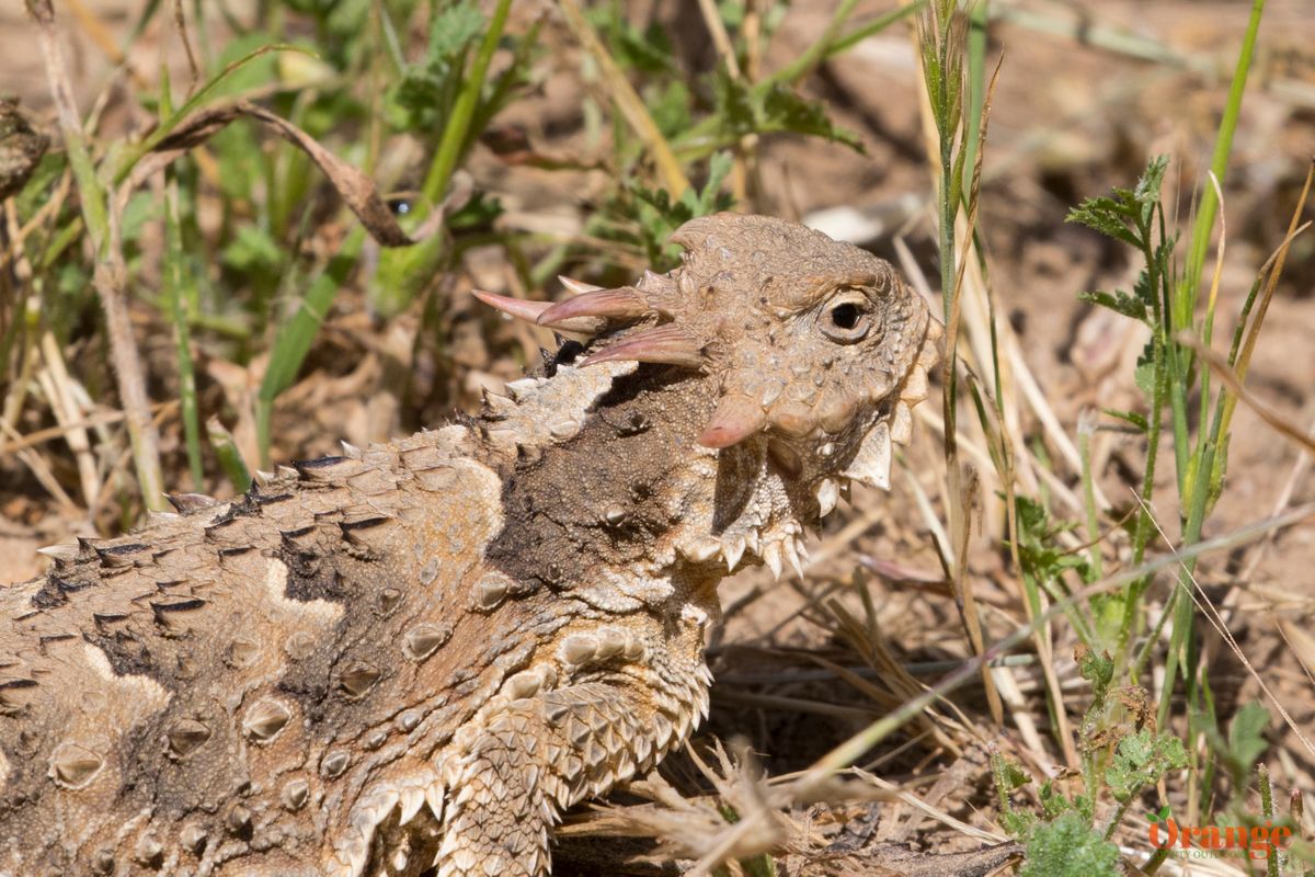 Coast Horned Lizard