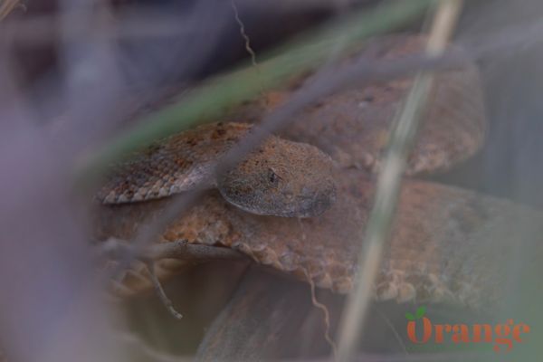 Speckled Rattlesnake