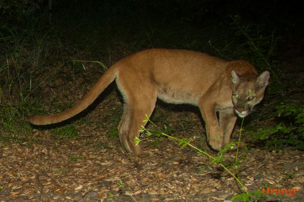 Mountain lion in Blackstar Canyon Mountain Lion