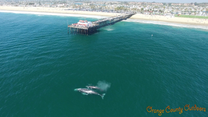 Gray Whale Gray Whale