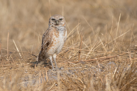 Burrowing owl Burrowing Owl