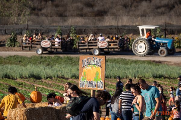 Tanaka Farms