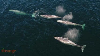 Four gray whales traveling South to Mexico from Alaska Gray Whale