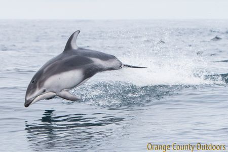 Pacific White-sided Dolphin