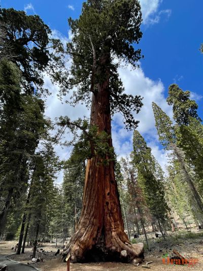 Proclamation Tree Trail Of 100 Giants