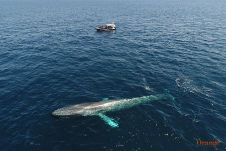 Blue Whale