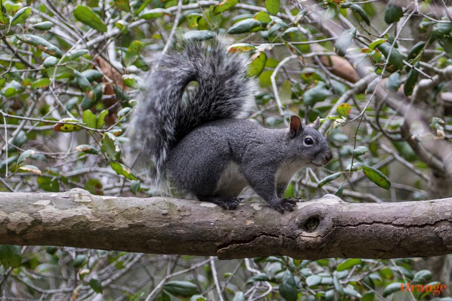 Western gray squirrel Western Gray Squirrel
