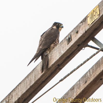 Peregrine falcon at Irvine Lake Peregrine Falcon