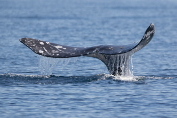 Gray whale with a bent fluke Gray Whale