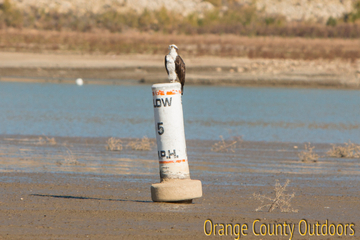 Osprey Osprey