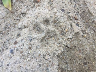 Bobcat print