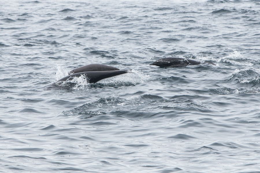 Northern Right Whale Dolphin in Southern California ...