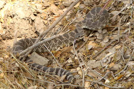 Southern Pacific Rattlesnake very well camouflaged Southern Pacific Rattlesnake