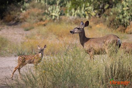 Mule Deer Mule Deer