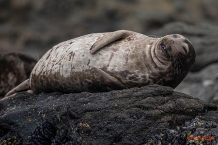 seal 1 oc (2).jpg